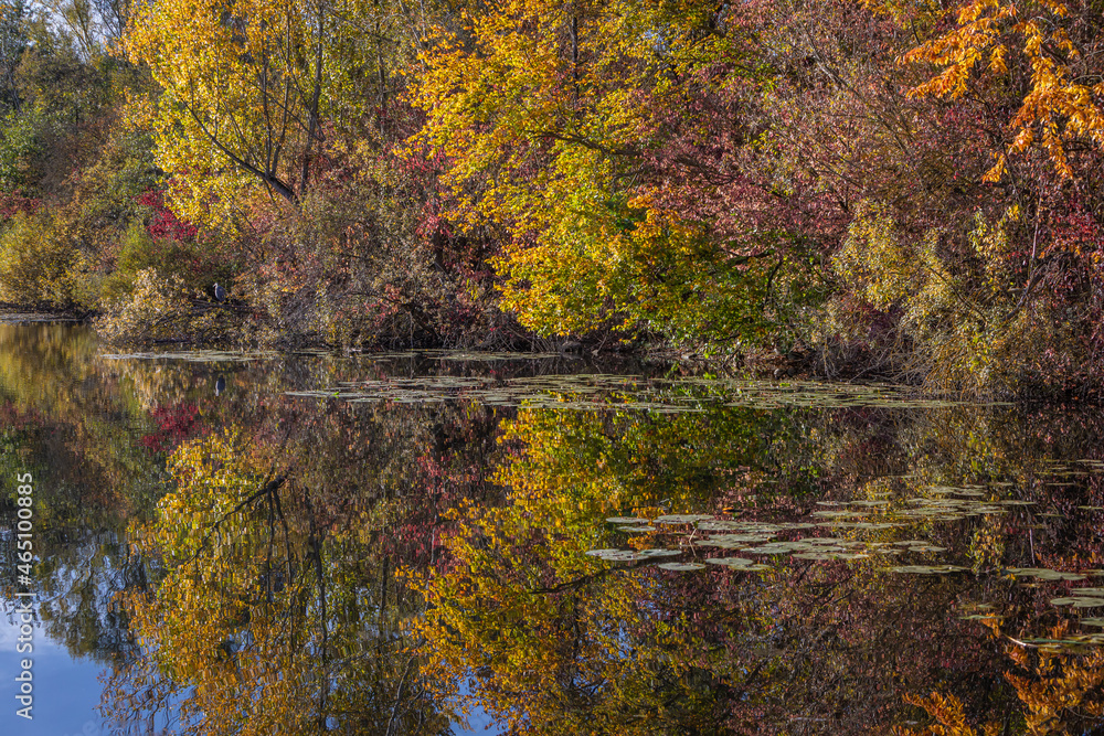 golden october colors with shiny leafs golden october colors with shiny leafs