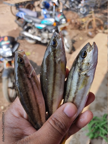 colorful therapon jarbua cresent grunter fish in hand in nice blur background photo