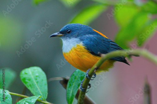 cute flower pecker birds photo