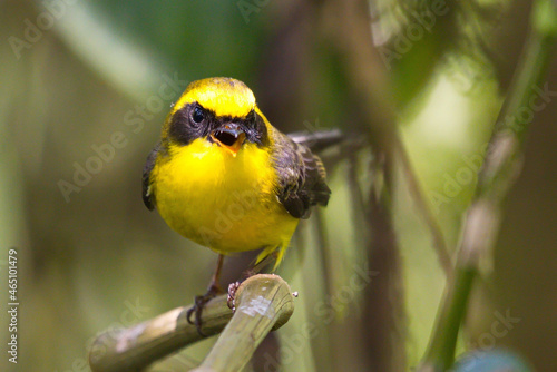 beautiful fantail birds photo