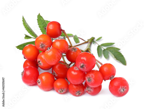 Bunch of ripe rowan berries with green leaves on white background