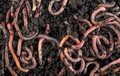 Earthworms in black soil, as a background. Gardening concept.