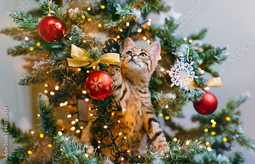 The cat in Santa hat looks out from the branches of a beautifully decorated Christmas tree with red glass balls and garlands of lights. Copy space