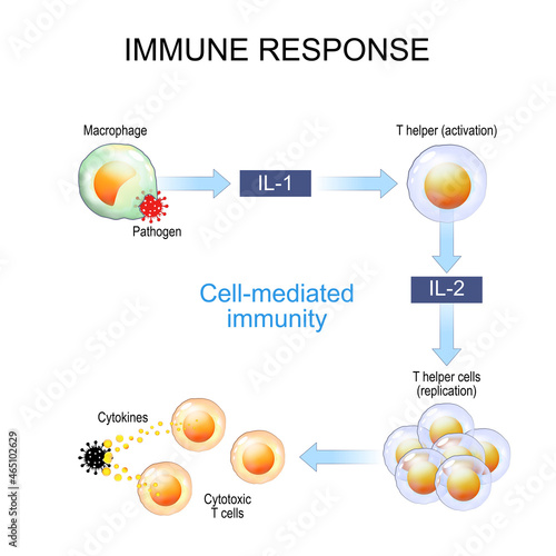 immune response. Cell-mediated immunity