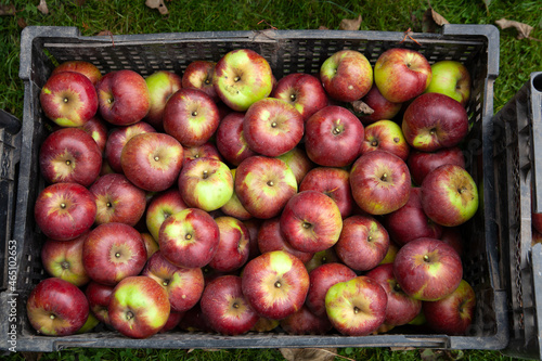 Lots of ripe apples in the box. Against the background of green grass.