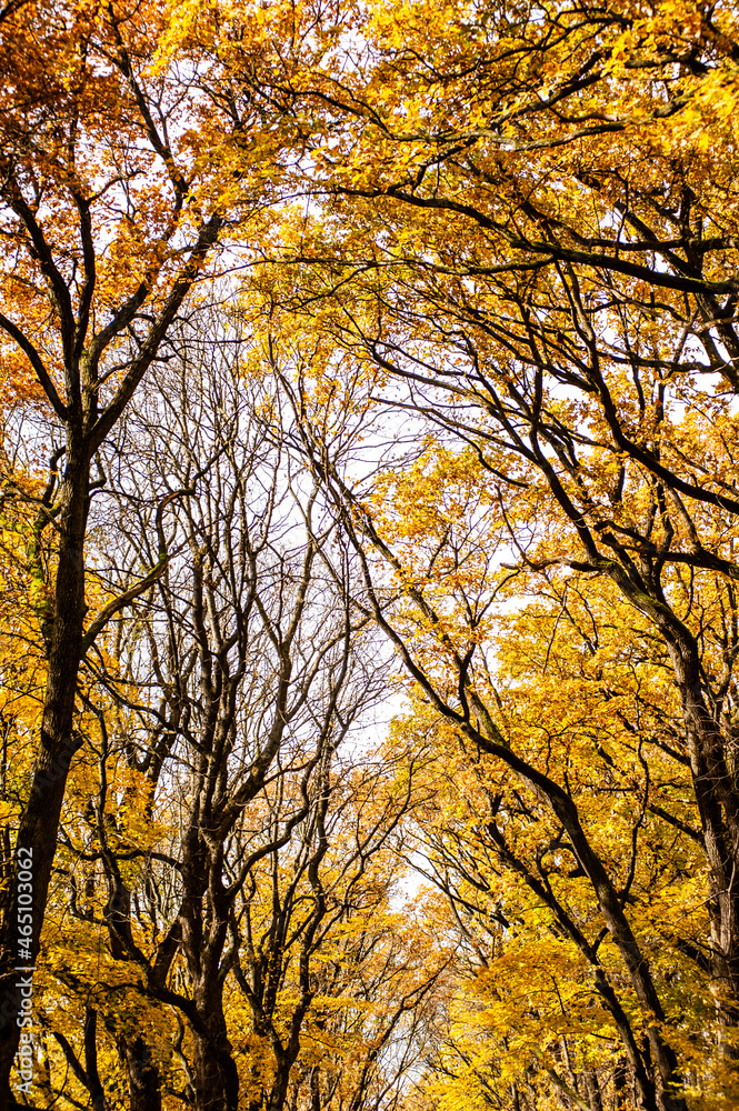 Beautiful colorful warm autumn landscape