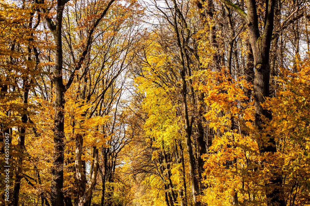 Fototapeta premium Beautiful colorful warm autumn landscape