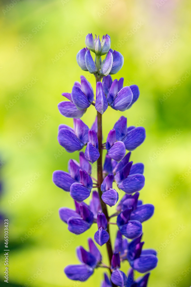 Blossom purple Lupinus flowers on a green background on a sunny day macro photography. Lupine wildflower with lilac petals close-up photo in summertime. Bluebonnet floral background. Blossom purple Lupinus flowers on a green background on a sunny day macro photography. Lupine wildflower with lilac petals close-up photo in summertime. Bluebonnet floral background.