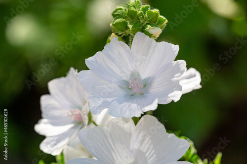 Blossom white musk mallow flower on a summer sunny day macro photography. Garden Malva moschata with white petals in the summer close-up photo. Musk-mallow flower on a green background. photo