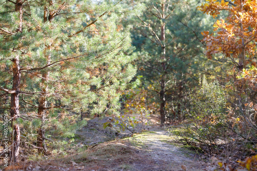 Autumn forest in October