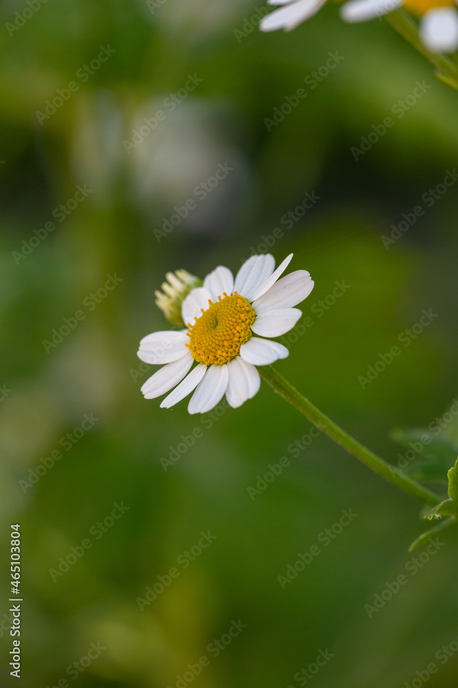 Blooming chamomile flower on a summer sunny day macro photo. Wildflowers with white petals in the meadow close-up photo. Blossom daisies in springtime floral background. Blooming chamomile flower on a summer sunny day macro photo. Wildflowers with white petals in the meadow close-up photo. Blossom daisies in springtime floral background.