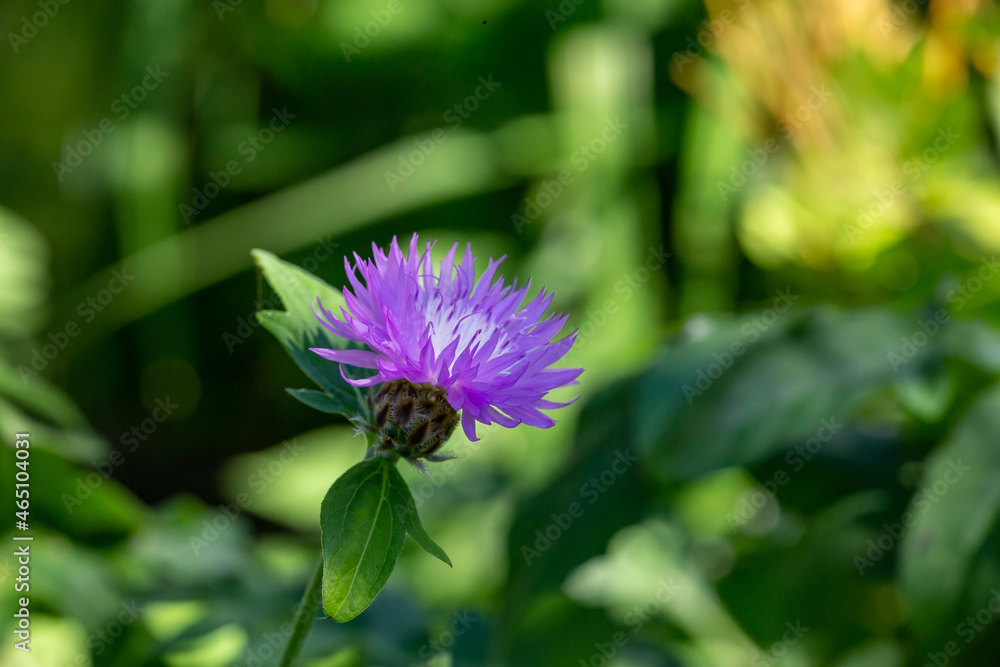 Blooming cornflower blue on a green background on a sunny day macro photography. Fresh bachelor's button flower with purple thin petals in springtime close-up photo. Blooming cornflower blue on a green background on a sunny day macro photography. Fresh bachelor's button flower with purple thin petals in springtime close-up photo.