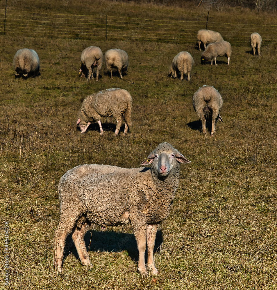Fototapeta premium Schafe