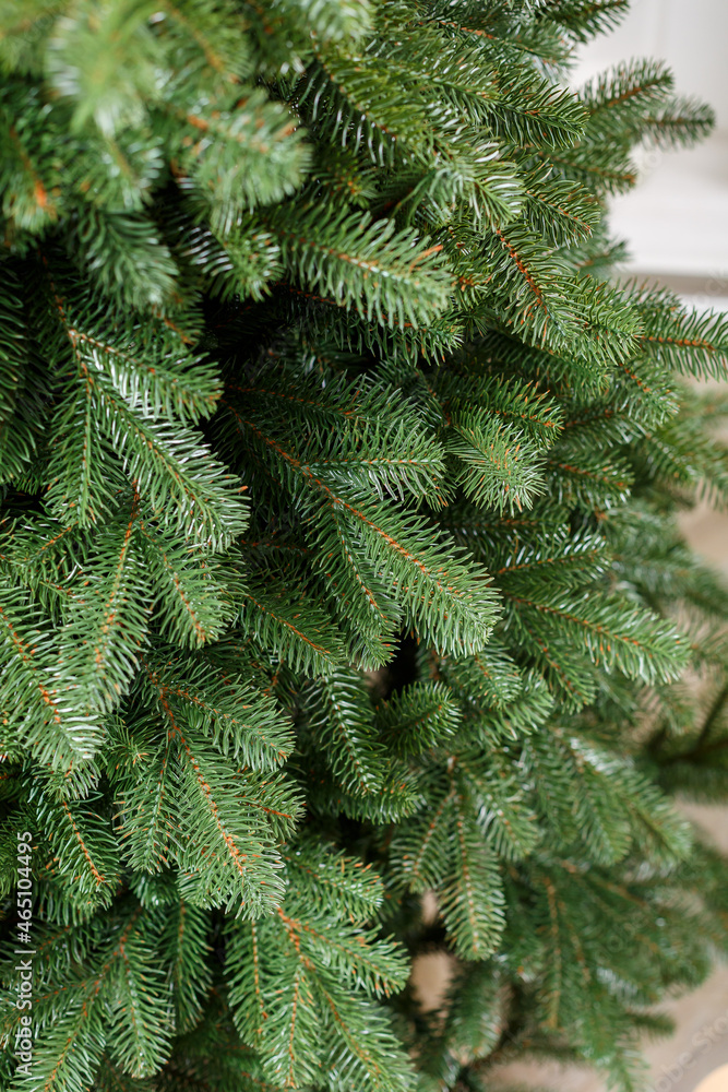 Close-up Christmas tree without toys. Good New Year spirit. Branches of a green Christmas tree close up
