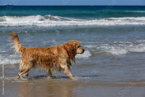 Dogs who love to play in sea water