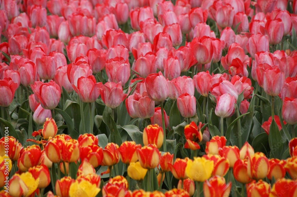 Garden with tulips. Spring flowers. Field of tulips. Botanical garden
