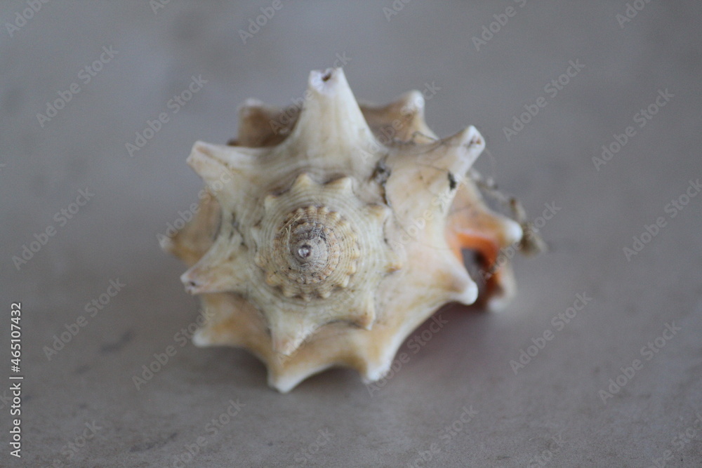 seashell seashell