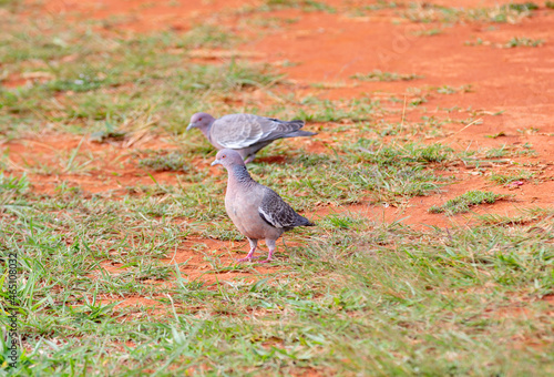 White-winged dove (Patagioenas picazuro) , isolated on grass floor in selective focus. Two wild pigeons