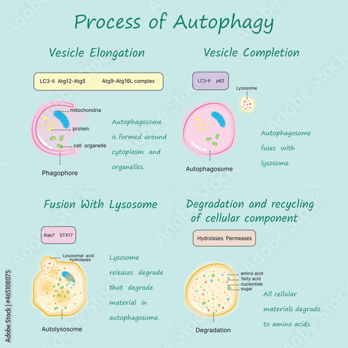 Process of Autophagy on blue background vector illustration