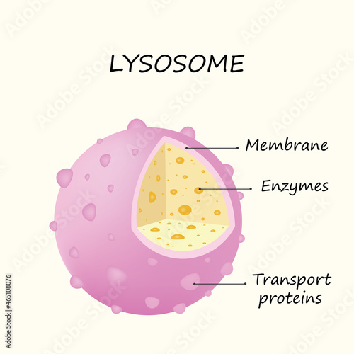 Anatomy of the Lysosome: Hydrolytic enzymes, Membrane and transport proteins vector illustration