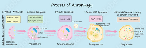 Process of Autophagy on blue background vector illustration