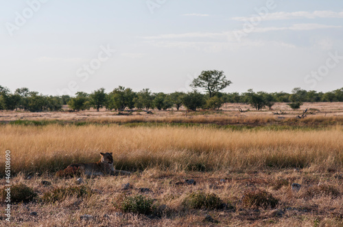 Lion at a watering hole / Lion, Panthera leo, lying at a waterhole in Etosha National Park. © ub-foto
