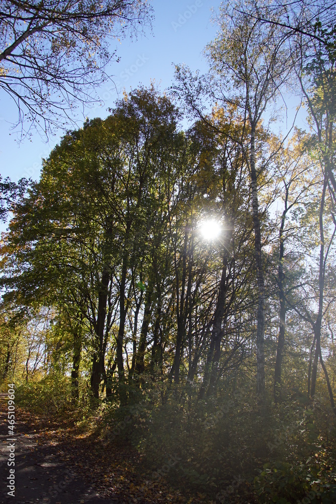 Beautiful Autumn Forest Impressions