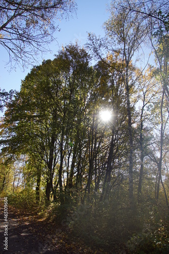 Beautiful Autumn Forest Impressions