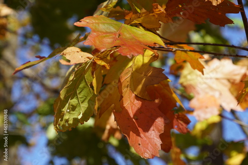 Beautiful Autumn Forest Impressions