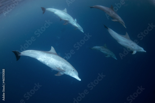Bottlenose dolphin swimming near the surface in group. Dolphins in Indian ocean. Marine life.  © prochym