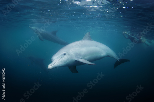 Bottlenose dolphin swimming near the surface in group. Dolphins in Indian ocean. Marine life.  © prochym