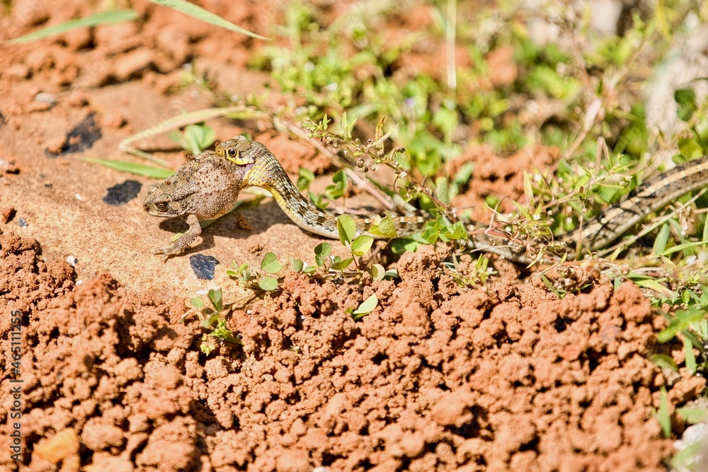Obraz premium Buff Striped Keelback Snake with Kill which is Frog 