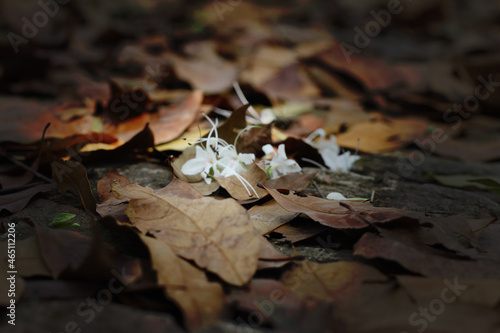 autumn leaves on the ground