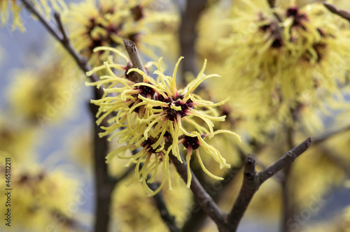 Vászonkép Hamamelis intermedia yellow winter spring flowering plant, group of amazing witc