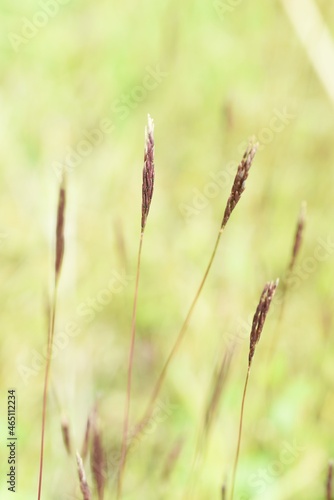 Jointhead hispidus ears. Poaceae annual grass. It grows in swamps and its stems and leaves are used as a yellow dye. 