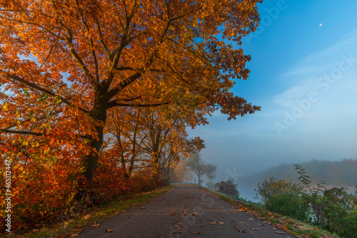 Cycle route with color autumn trees in fresh foggy sunrise morning