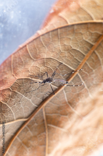 Dengue and zica mosquito (Aedis aegipt) on a dry leaf.