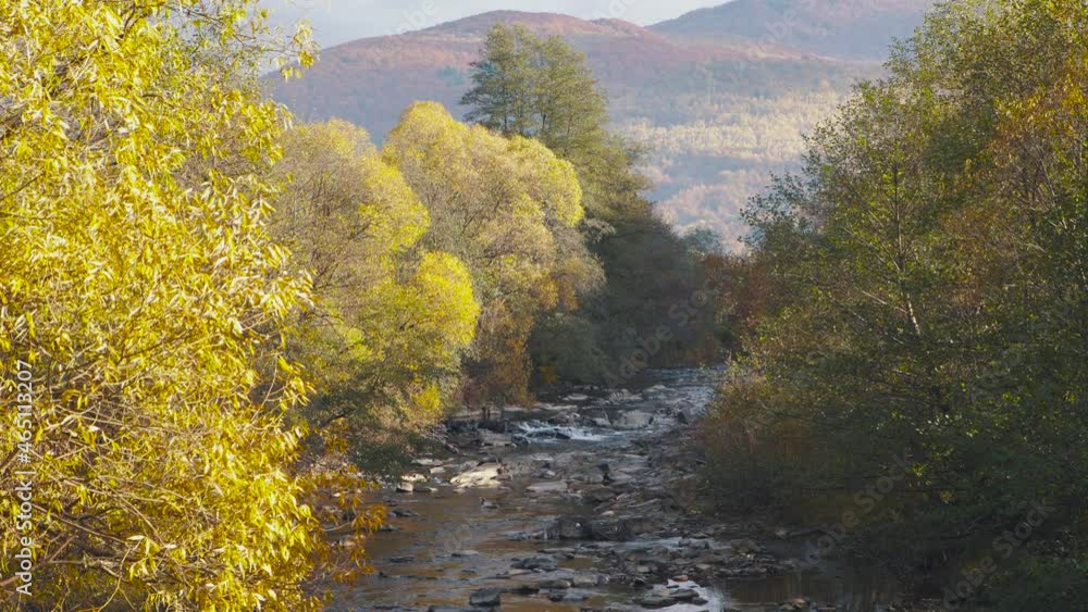 The mountain river near the forest in the autumn season. Autumn yellow trees. The mountain river near the forest in the autumn season. Autumn yellow trees.