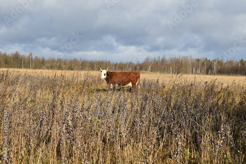 cow in the field