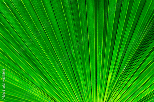  Pattern of the coconut tree branch leaf showing pattern in nature 