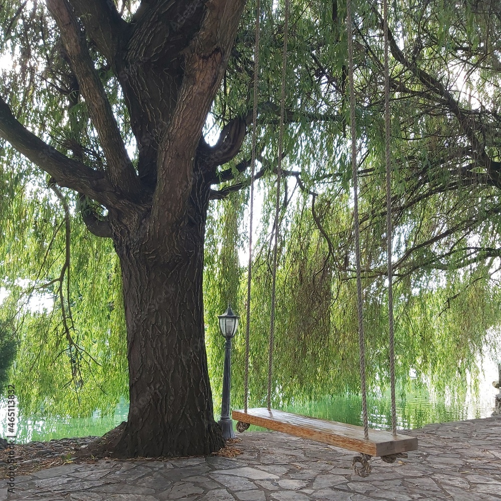 Obraz premium tree in the park