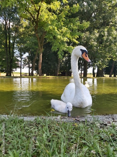 swan on the lake