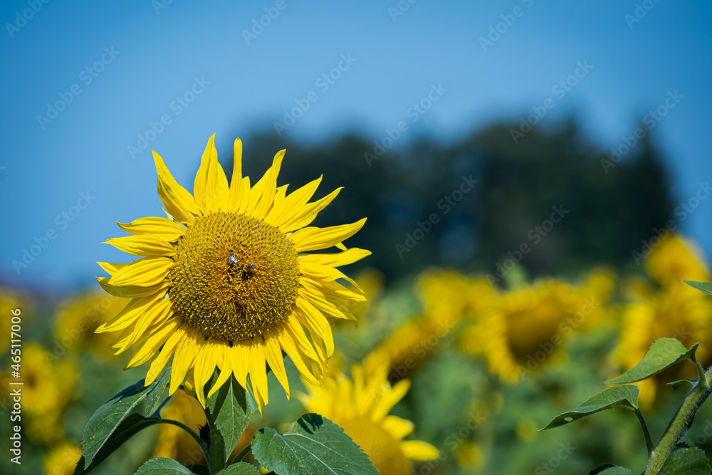 Fototapeta premium Sunflower in the sunlight with a natural bokeh background
