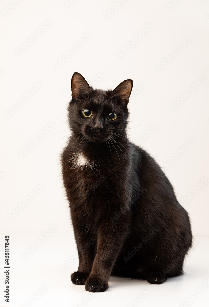 A domestic black cat sits on a white background. Studio portrait of a pet. The animal looks into the camera A domestic black cat sits on a white background. Studio portrait of a pet. The animal looks into the camera