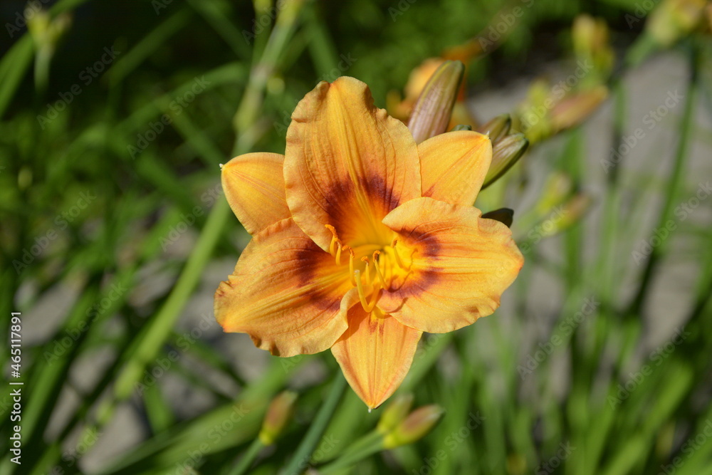 Bright yellow flower in the botanical garden. Russia, St.Peterburg 