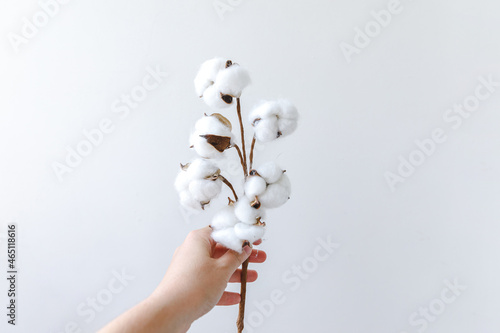 Slika na platnu Woman hand holding dried white cotton flower isolated on white background