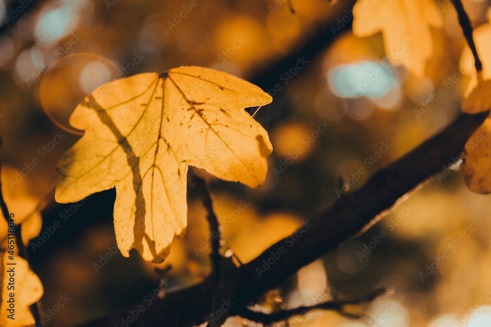 leaf leaf