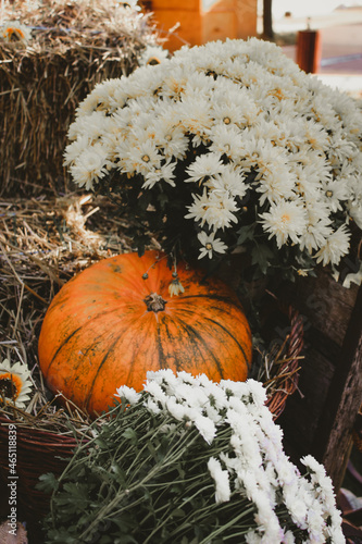 pumpkin and pumpkins