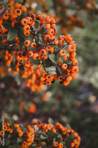 orange flowers in the garden