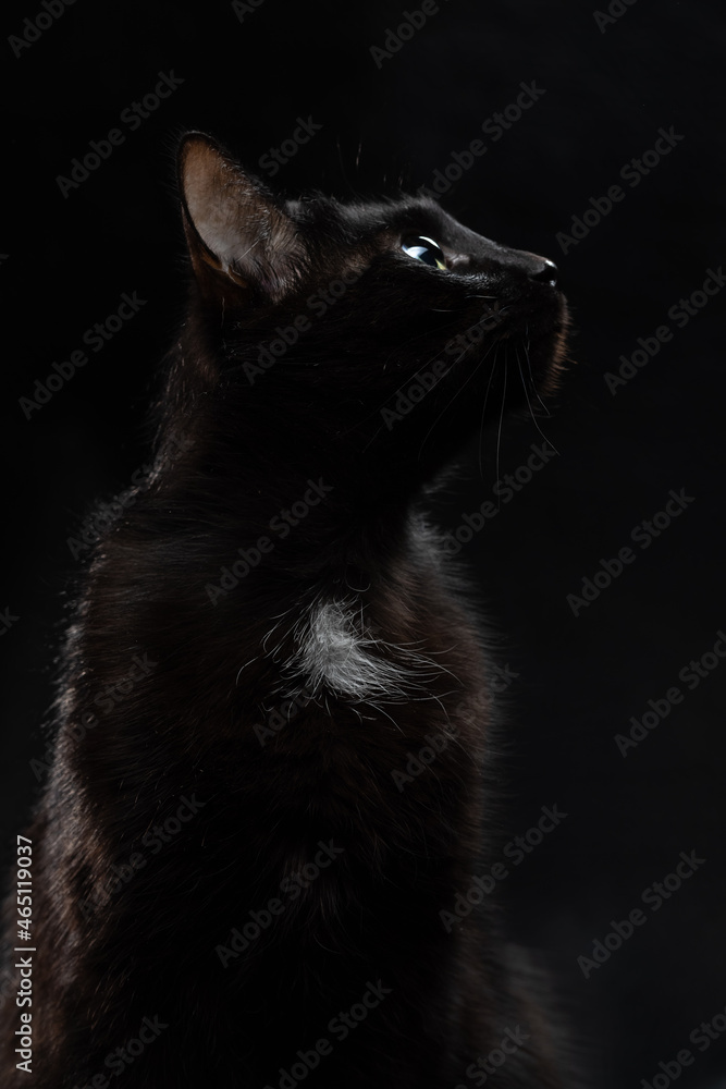 Beautiful black cat on a black background. Studio portrait of a pet Beautiful black cat on a black background. Studio portrait of a pet